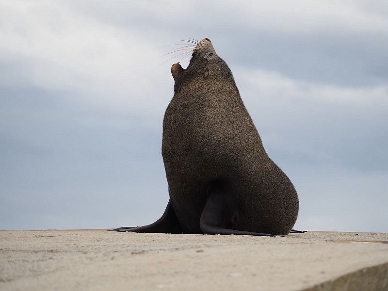 New Zealand Fur Seal