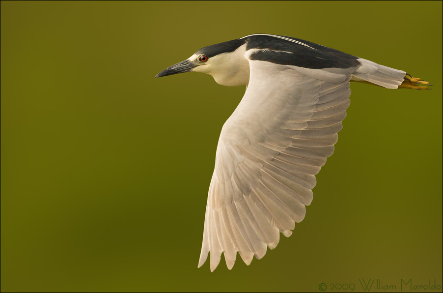 Night Heron Flight Capture