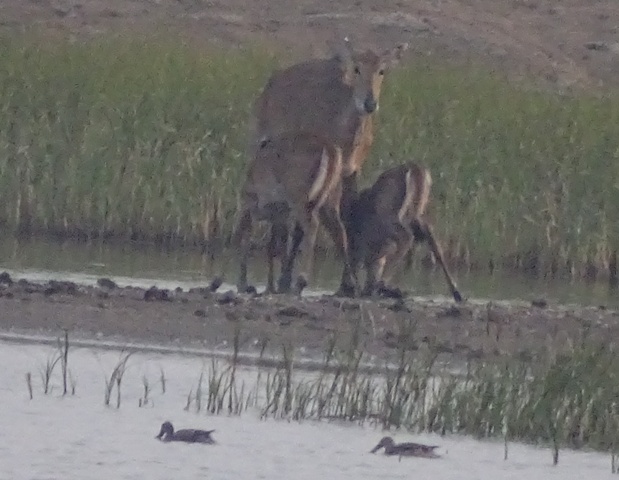 Nilgai with youngs