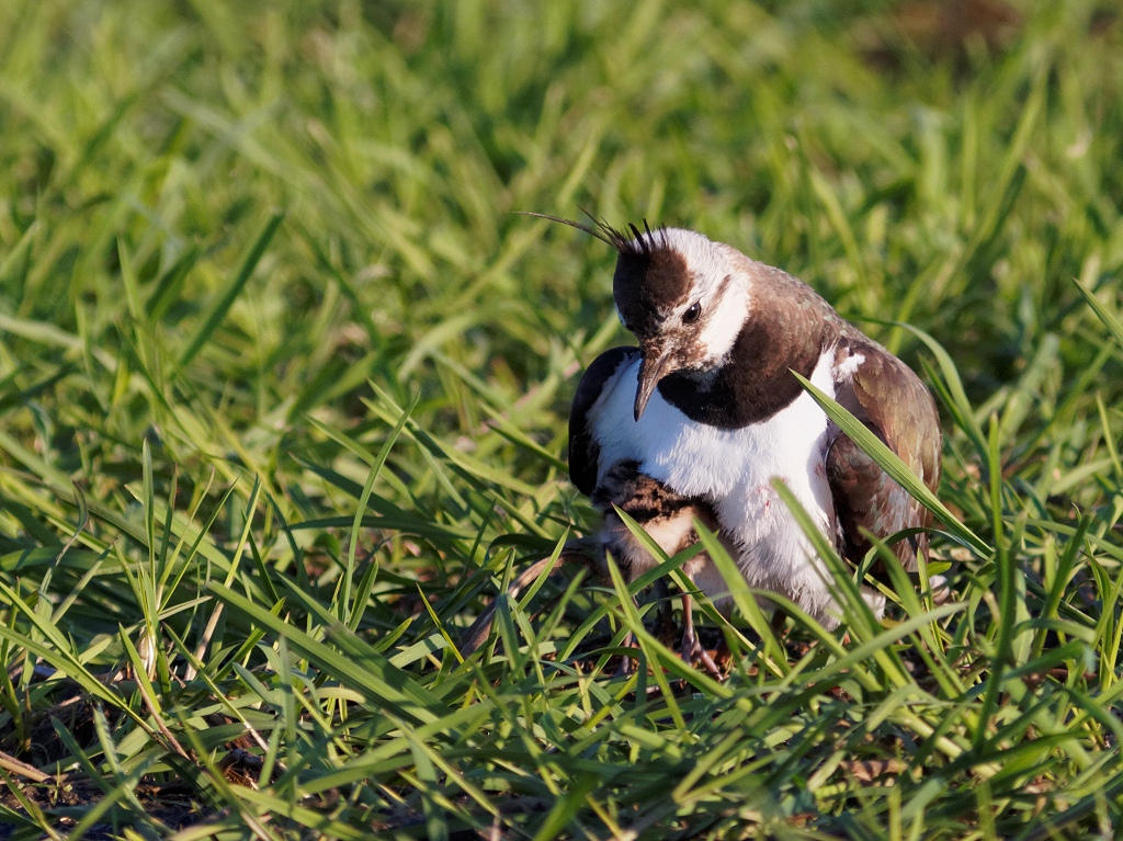 Northerm Lapwing chick seeking shelter