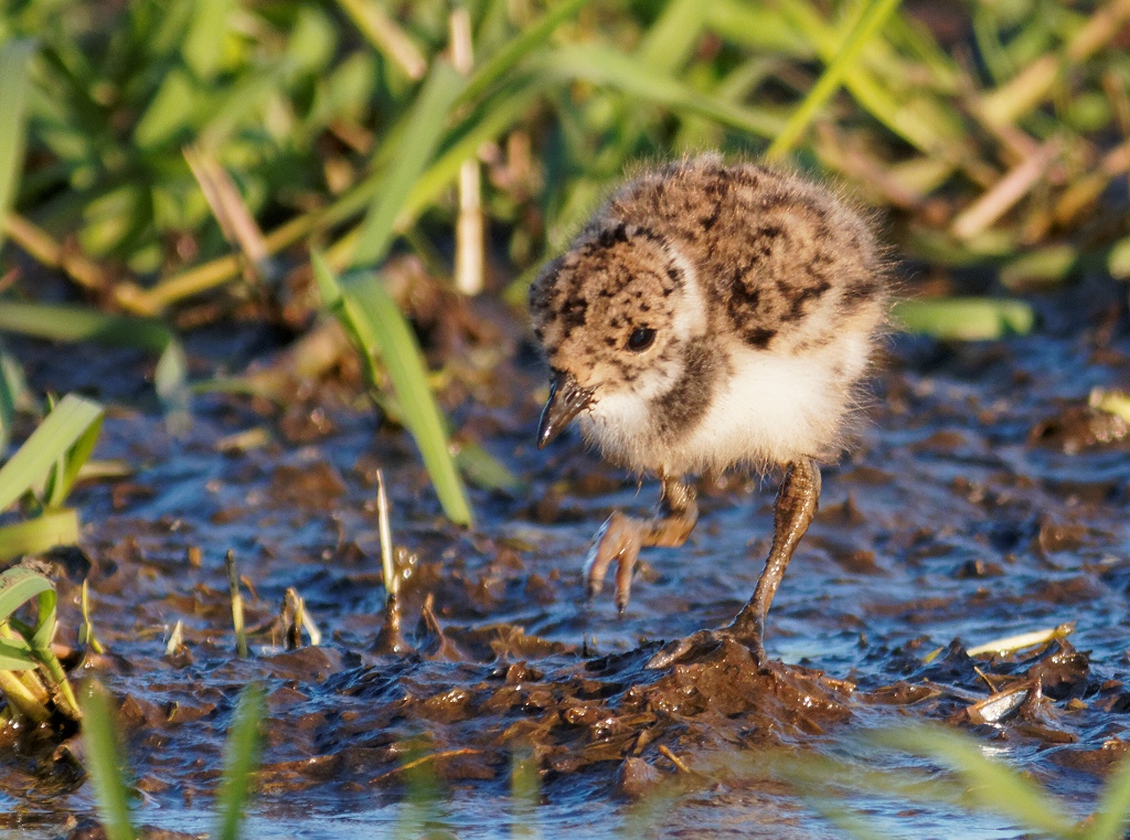 Northerm Lapwing chick