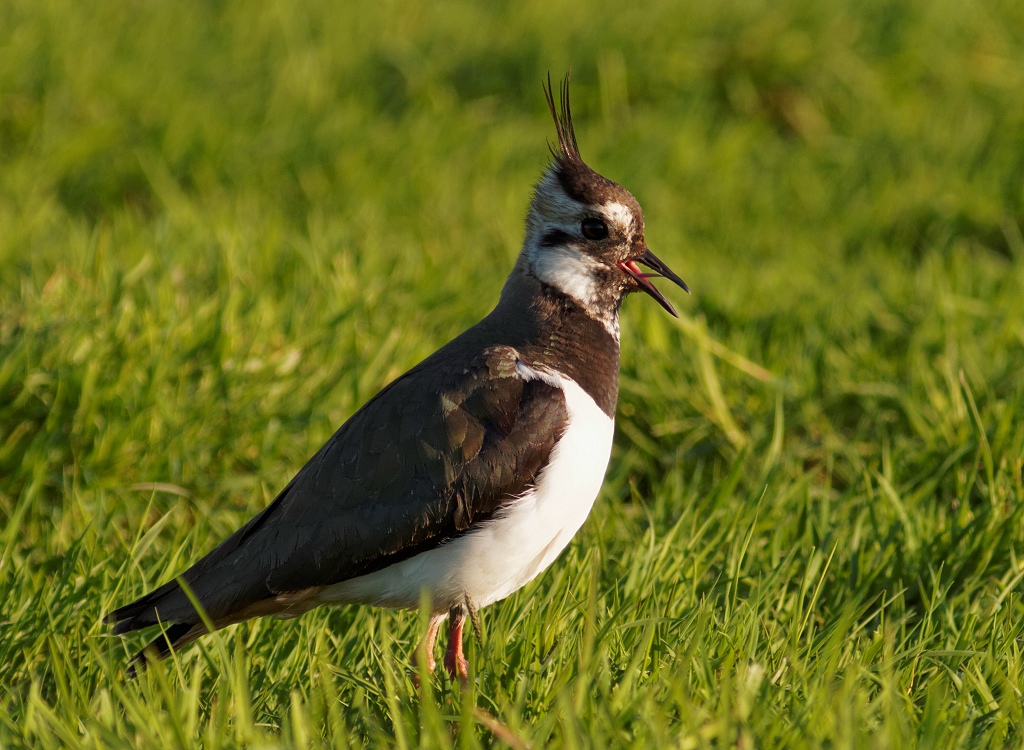 Northerm Lapwing