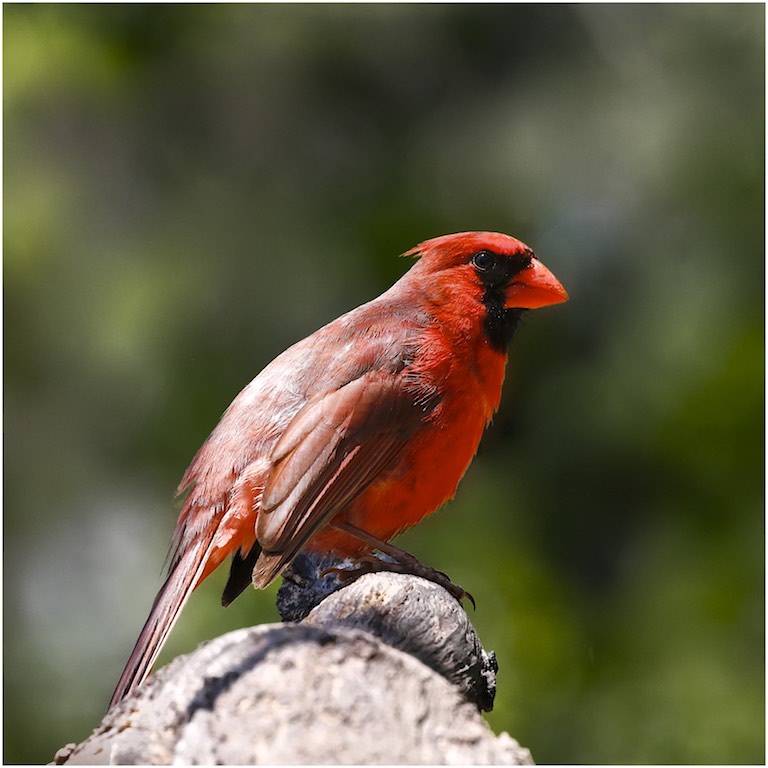 Northern Cardinal (male)