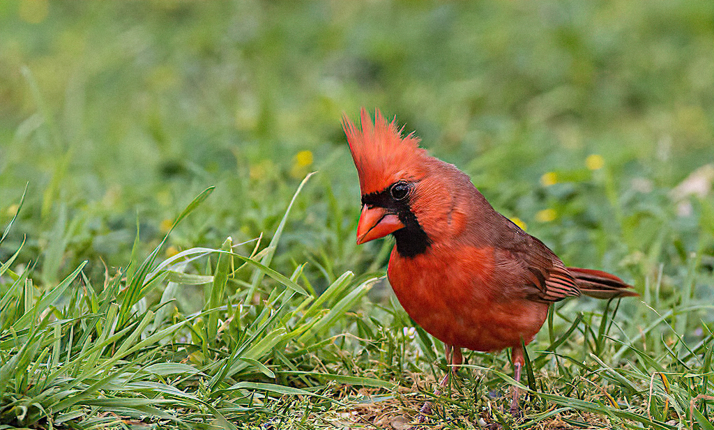 Northern Cardinal, Male