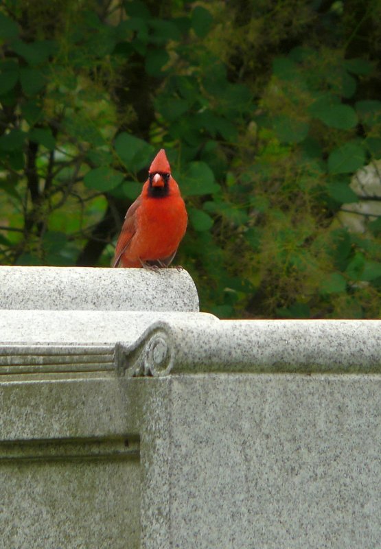 Northern Cardinal