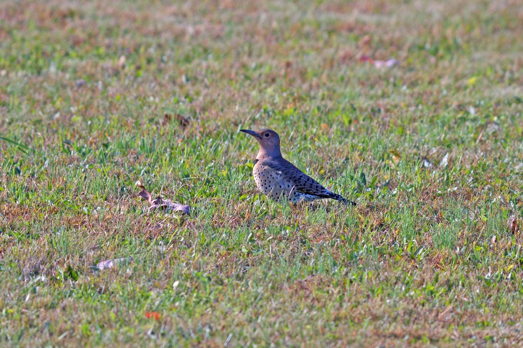 Northern Flicker