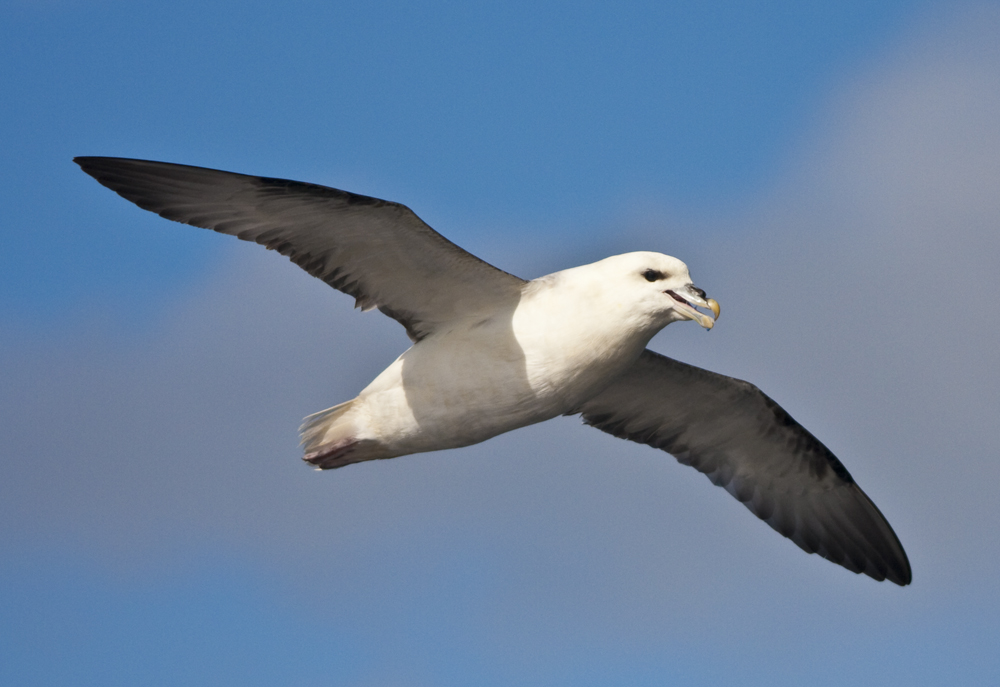 Northern Fulmar