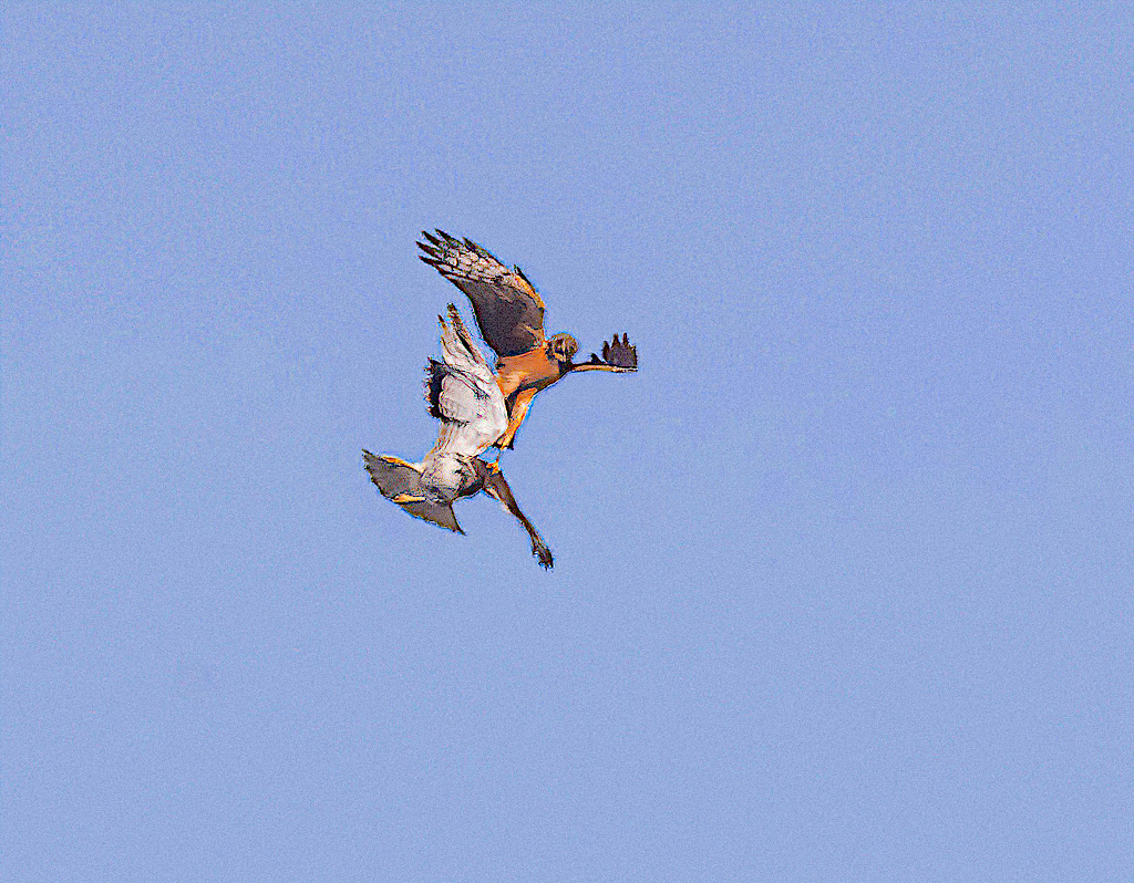Northern Harrier, 1st yr bird attacking a juvenile Red-tailed Hawk