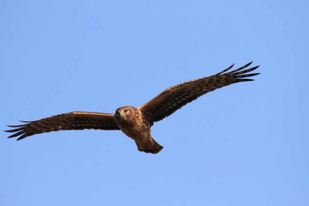 Northern Harrier hunting.