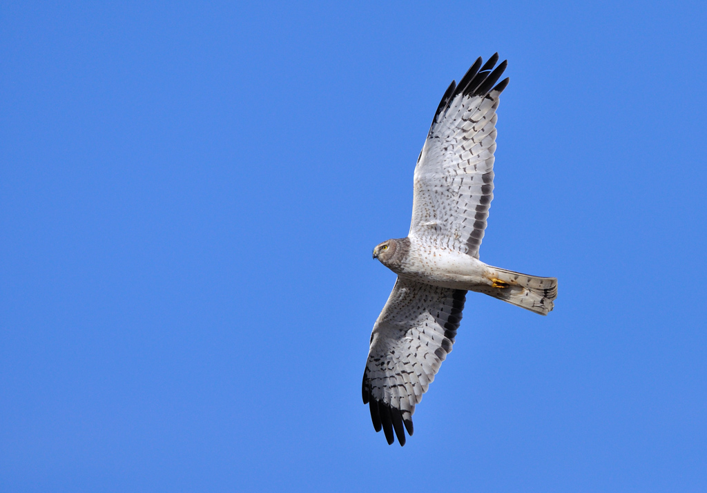 Northern Harrier - Male