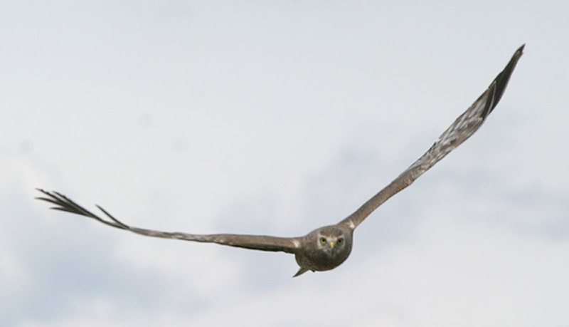 Northern Harrier (Marsh Hawk)