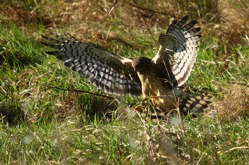 Northern Harrier