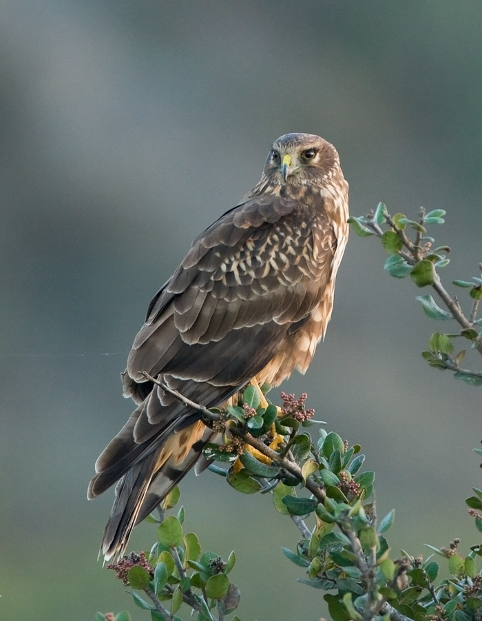 Northern Harrier