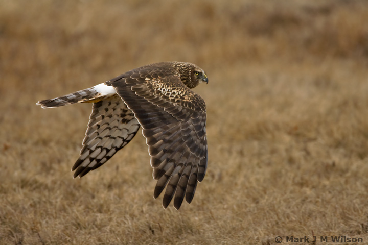 Northern Harrier