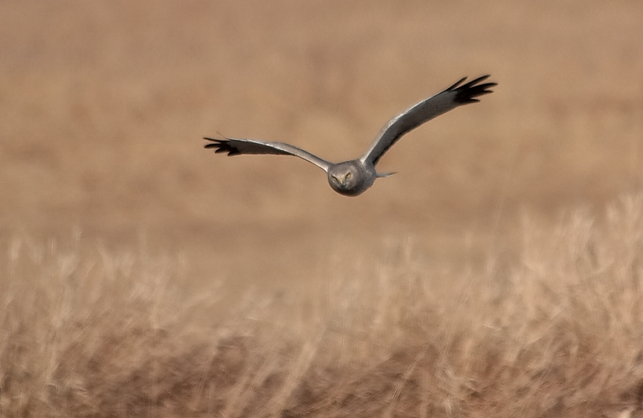 Northern Harrier