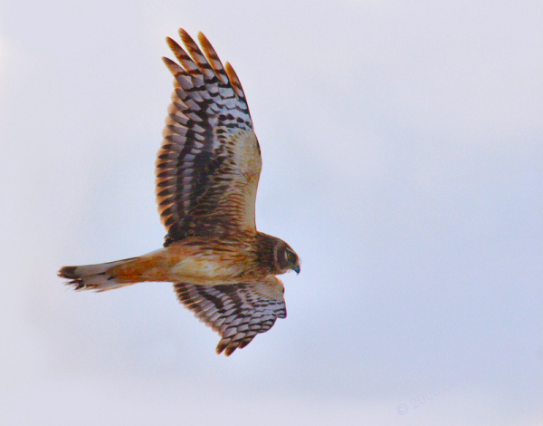 Northern Harrier