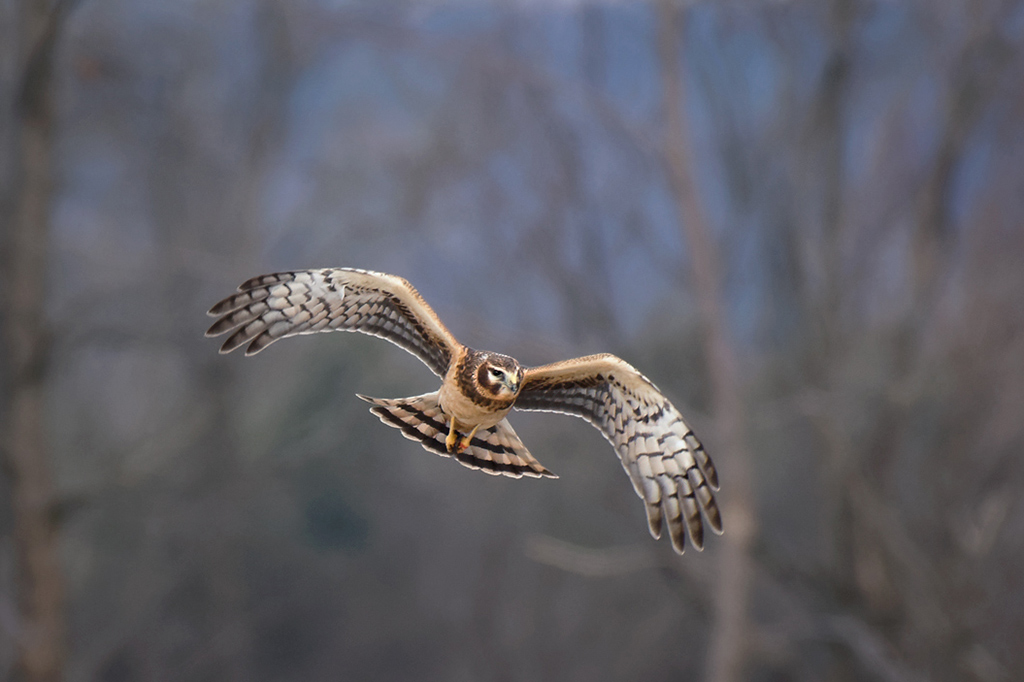 Northern Harrier