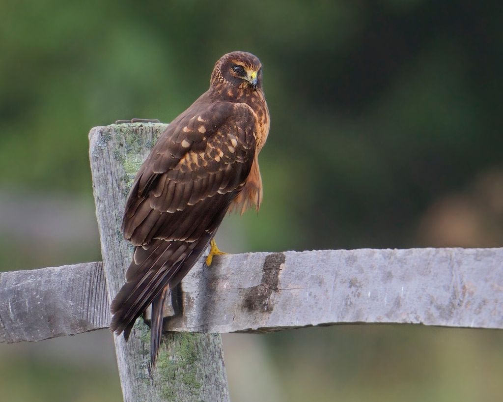 Northern harrier