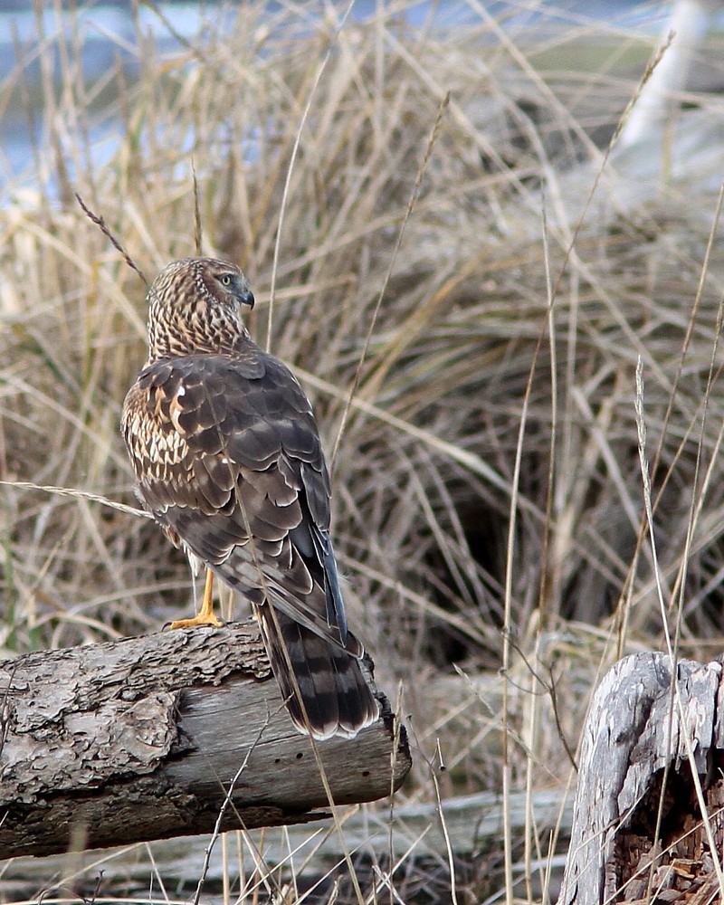 Northern (Hen) Harrier (F)