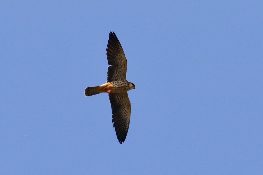 Northern Hobby hunting dragonflies