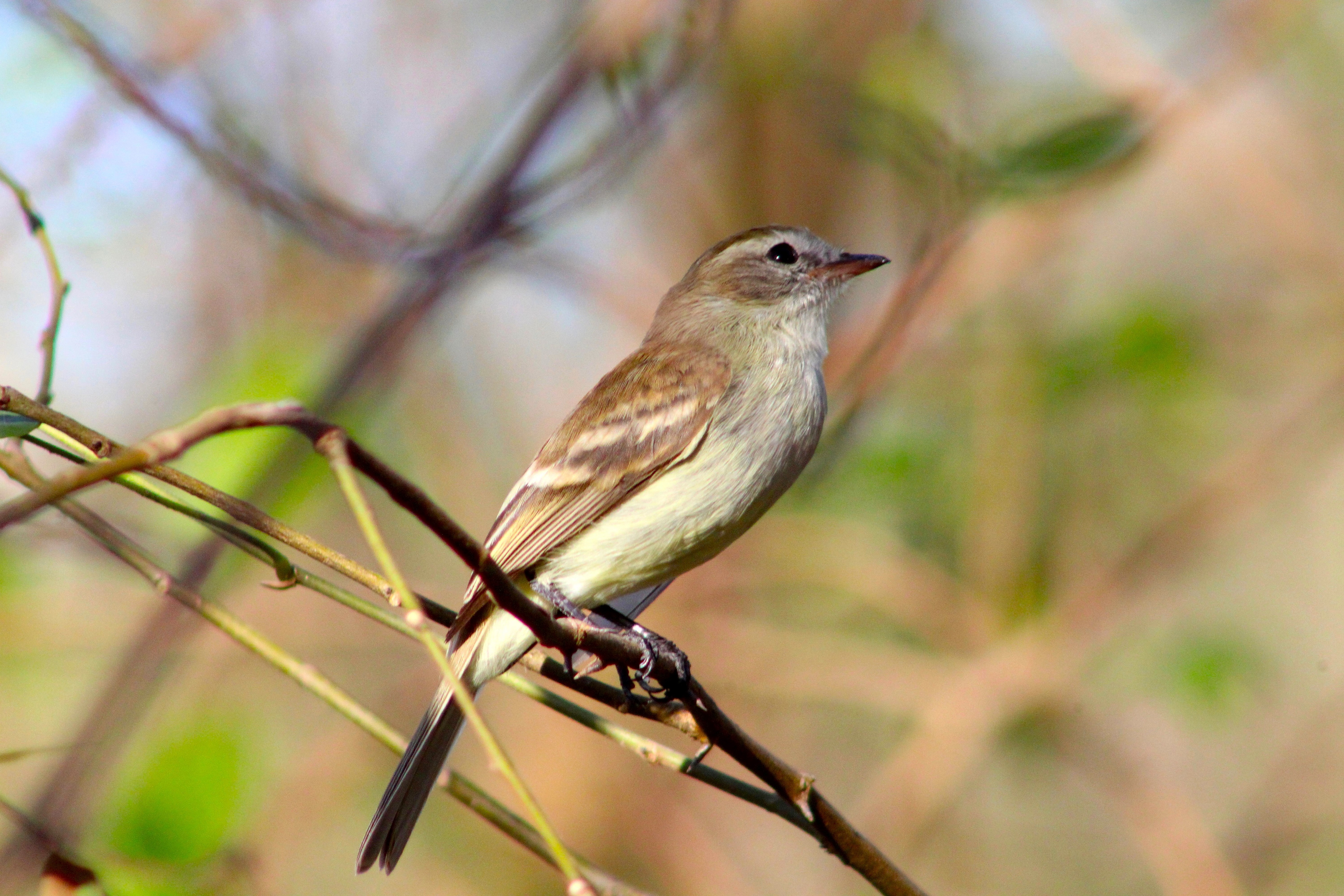 Northern Mouse - coloured Tyrannulet