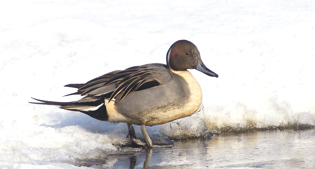 Northern Pintail