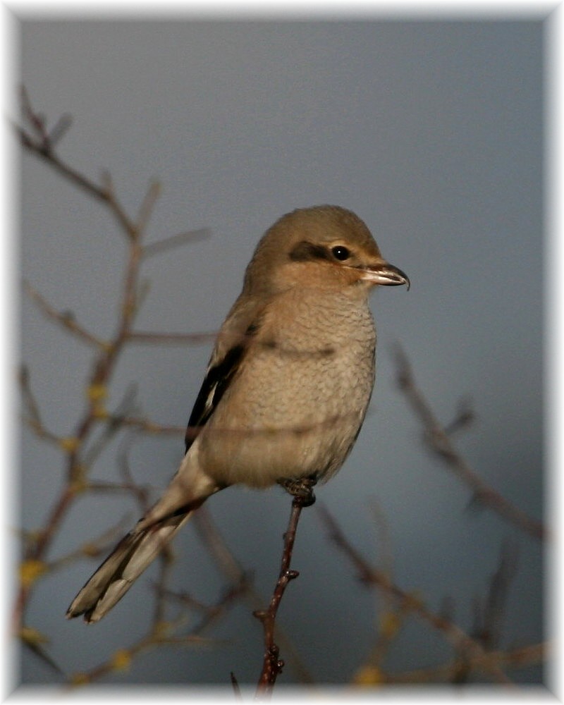 Northern Shrike