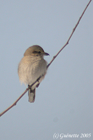 Northern Shrike