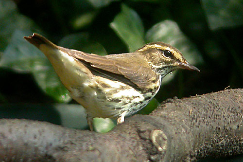 Northern Waterthrush