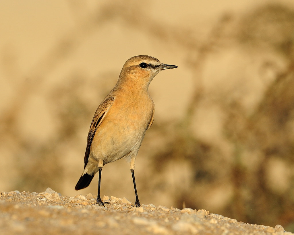 Northern wheatear