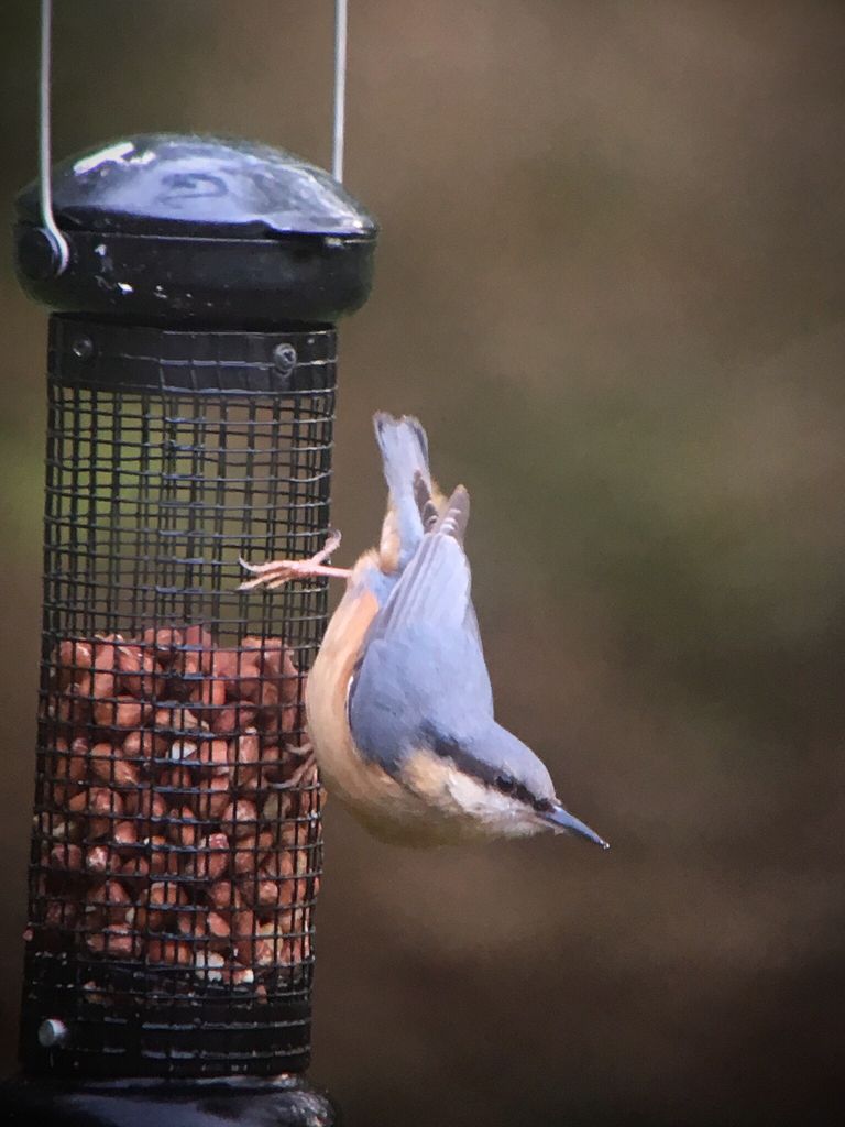 Nuthatch at Feeder