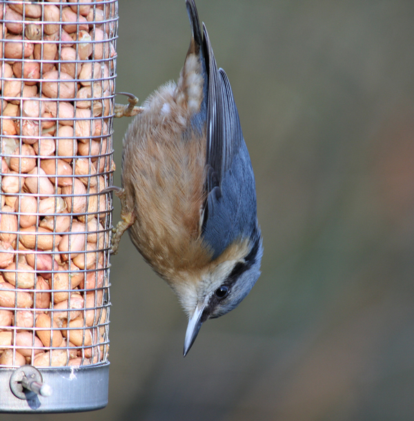 Nuthatch