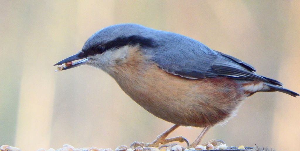 Nuthatch