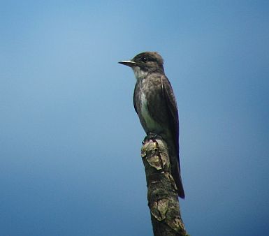 Olive sided Flycatcher