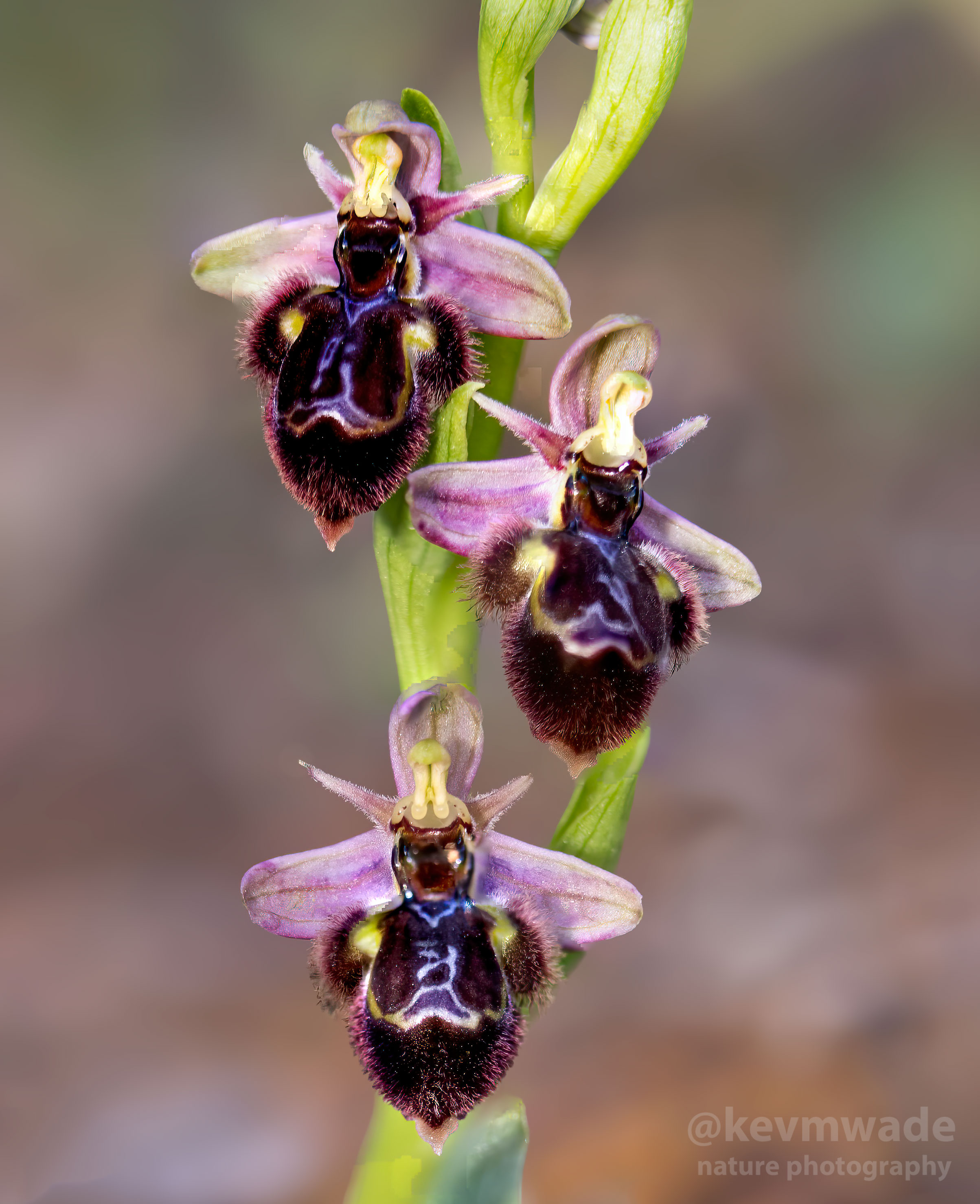 Ophrys x castroviejoi