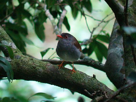 Orange-billed Nightingale Thrush