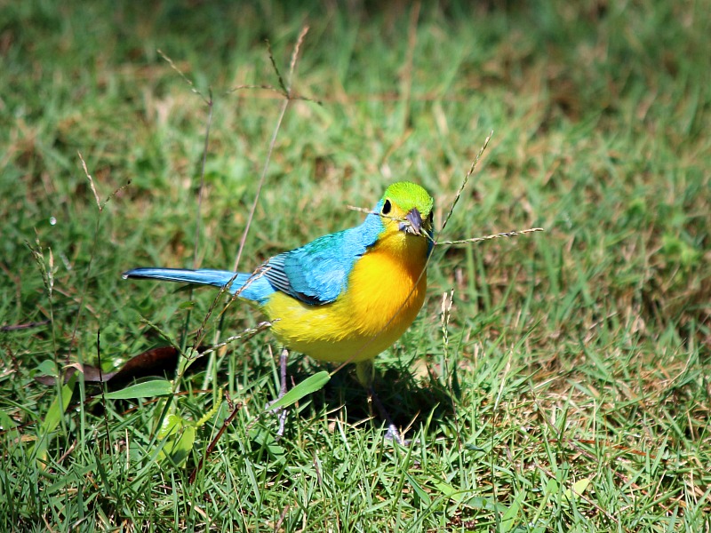 Orange-breasted Bunting