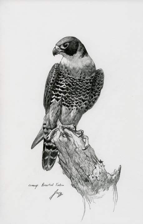 Orange Breasted Falcon