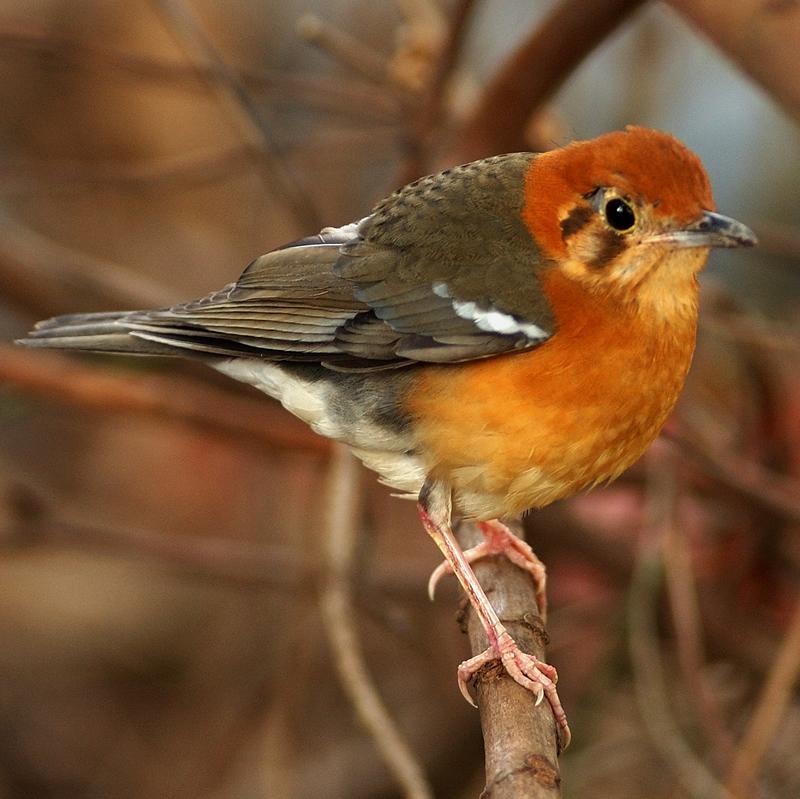 Orange-headed Thrush (female)