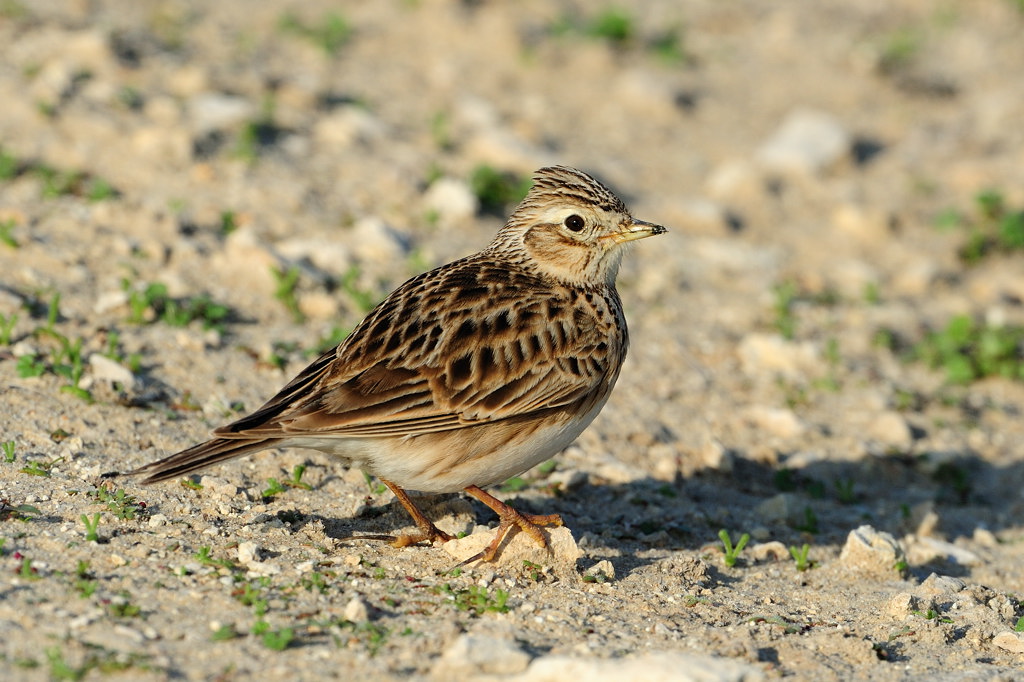 Oriental skylark