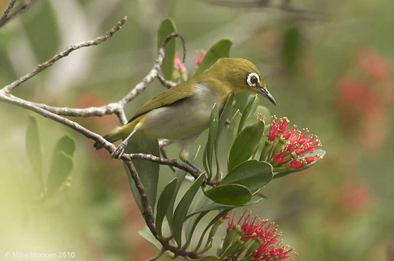 Oriental White-eye