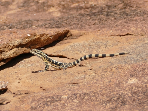 Ornate Dragon Lizard