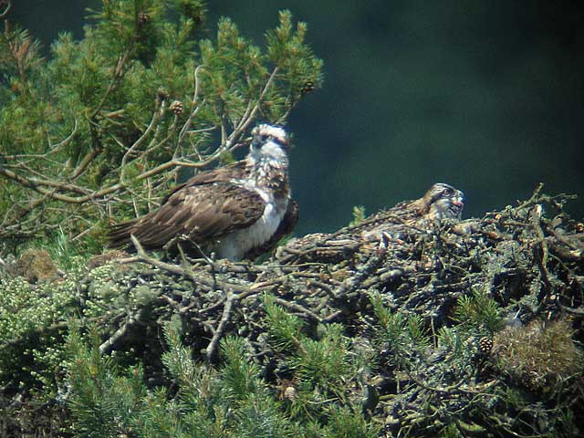 Osprey on nest 1