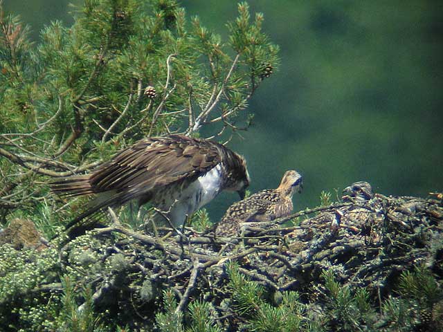 Osprey on nest 2