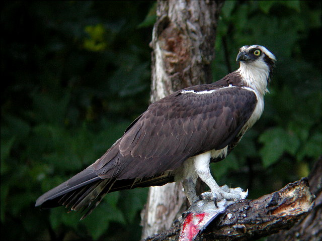 Osprey with bloody fish