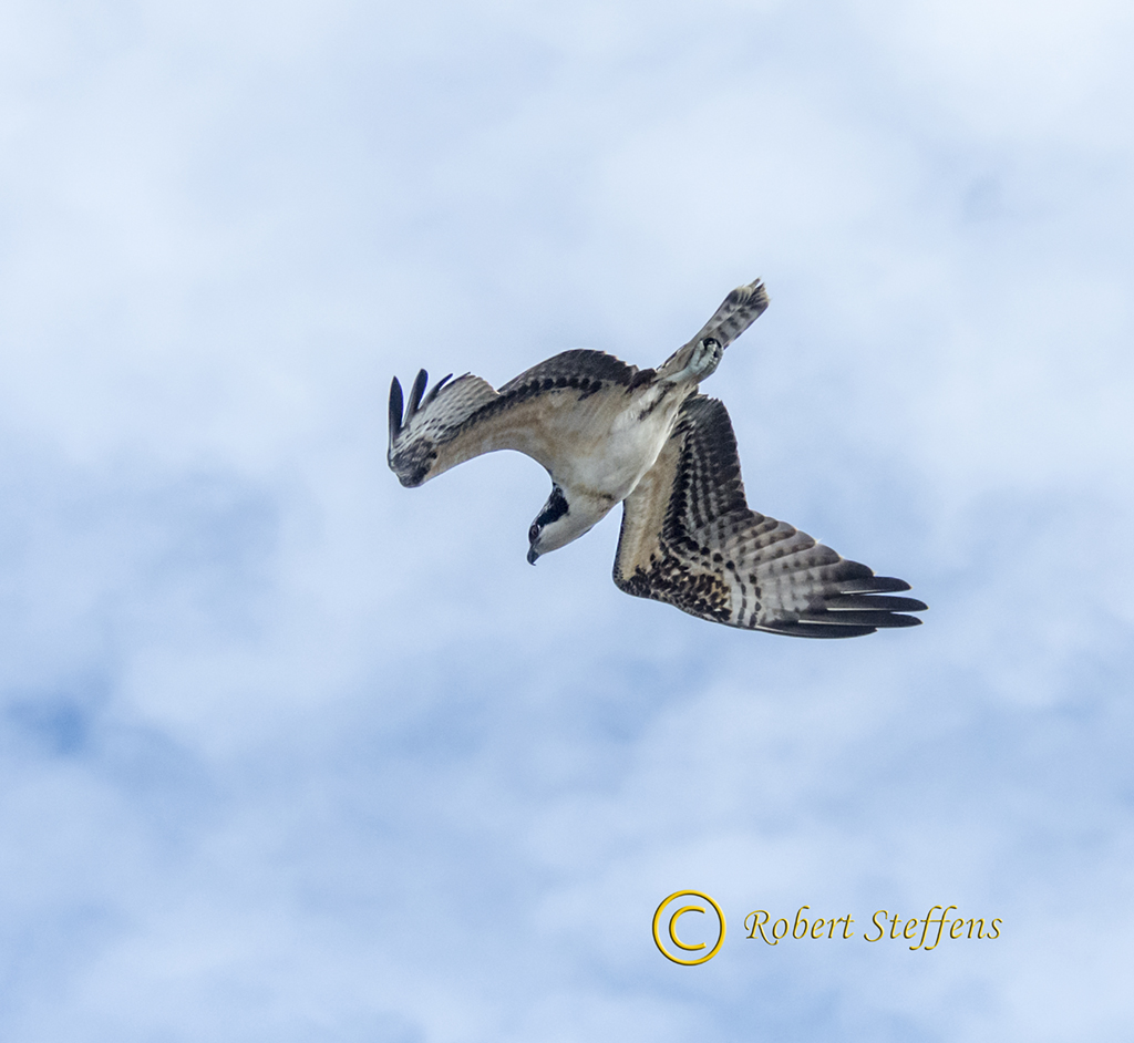 Osprey