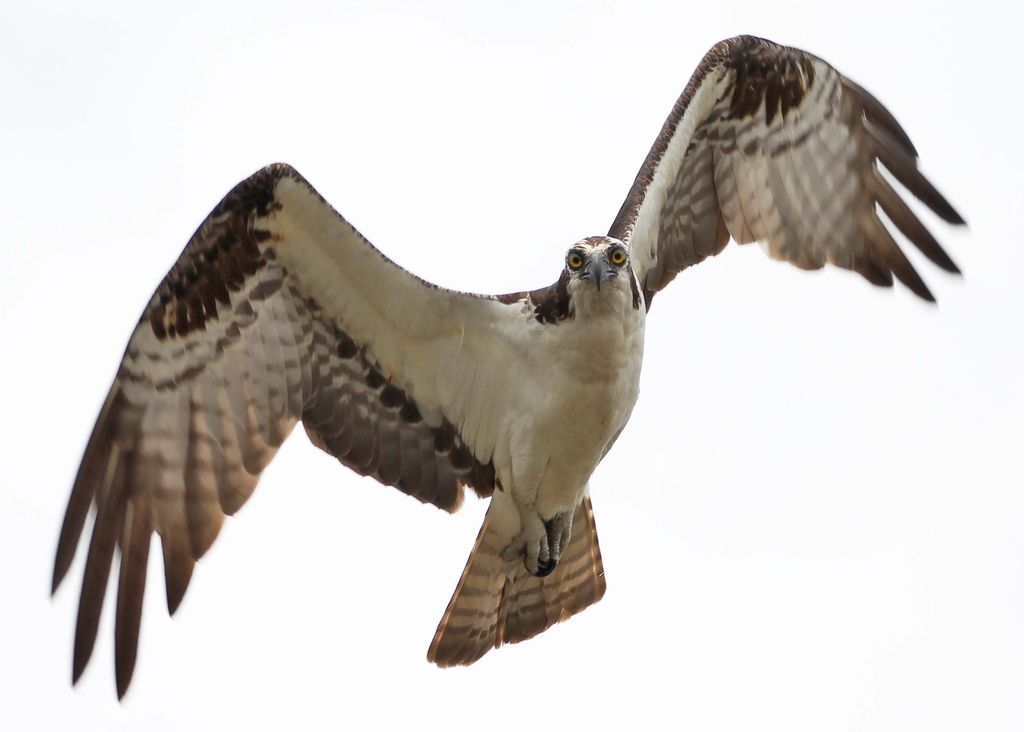 Osprey