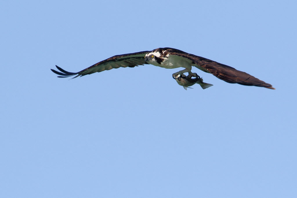 Osprey