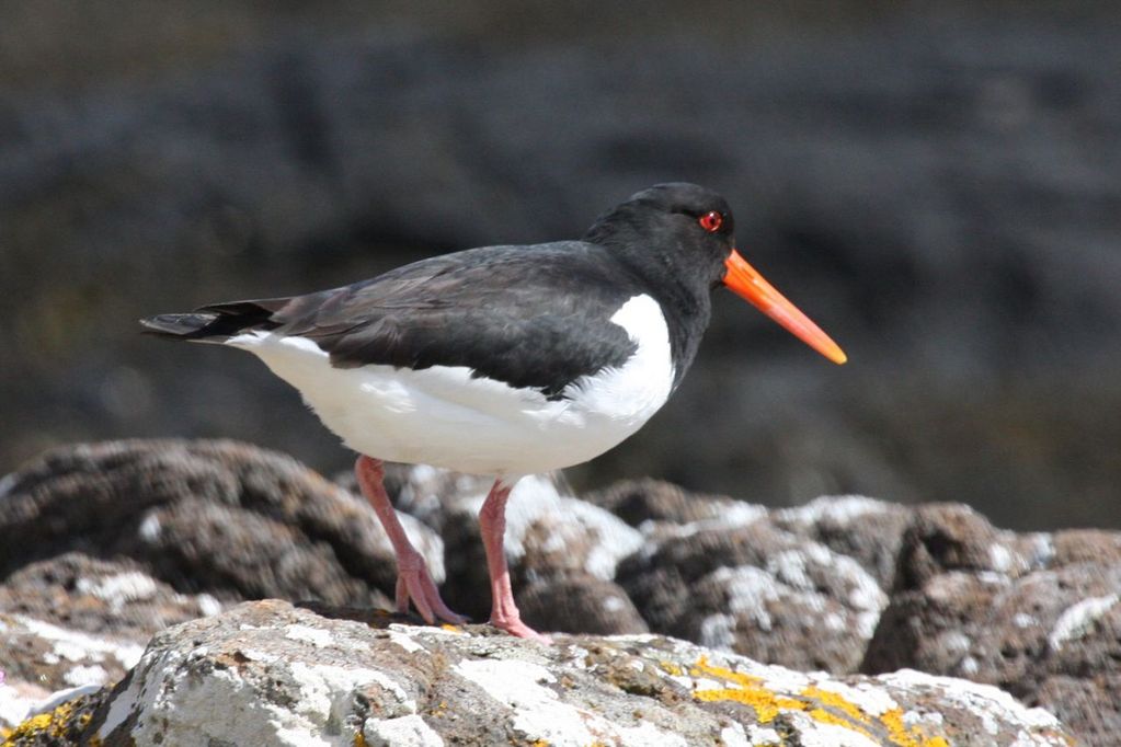 Oyster catcher