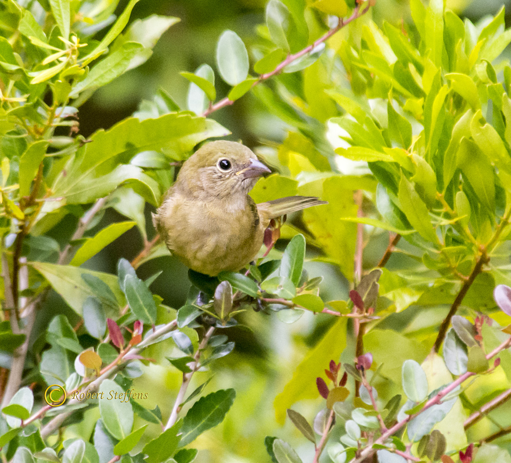 Painted Bunting, female